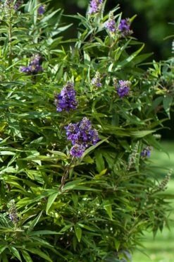 Blue Puffball Chaste Tree (Dwarf) - Vitex - 3 Gallon Pot -Plantify Shop Vitex Blue Puffball 2
