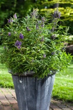 Blue Puffball Chaste Tree (Dwarf) - Vitex - 3 Gallon Pot -Plantify Shop Vitex Blue Puffball 3