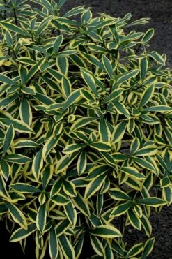 Marianni Variegated Pink Winter Daphne - 2 Gallon Pot -Plantify Shop Winter Daphne Marianni 2