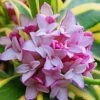 Marianni Variegated Pink Winter Daphne - 1 Gallon Pot -Plantify Shop Winter Daphne Marianni 4 1