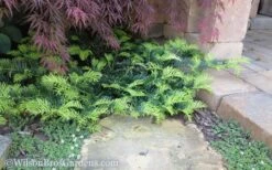 Creeping Japanese Plum Yew (Cephalotaxus Harringtonia 'Prostrata') - 1 Gallon Pot -Plantify Shop Yew Creeping 2 50 2