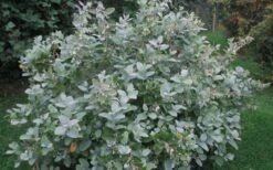 Woodlanders Blue Dusty Zenobia (Honeycup) - 3 Gallon Pot -Plantify Shop Zenobia Woodlanders Blue 20