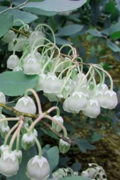 Woodlanders Blue Dusty Zenobia (Honeycup) - 3 Gallon Pot -Plantify Shop Zenobia Woodlanders Blue 7