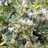 Lemon Lime Dwarf Abelia - 3 Gallon Pot -Plantify Shop abelia hopleys 1 500x750 1