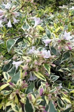 Lemon Lime Dwarf Abelia - 3 Gallon Pot