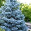 Blue Cloak White Fir (Abies Concolor) - 1 Gallon Pot -Plantify Shop abies concolor blue cloak white fir 1