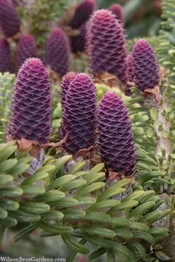 Horstmann's Silberlocke Korean Fir - 2 Gallon Pot -Plantify Shop abies koreana hortmanns silberlocke korean fir 3 1