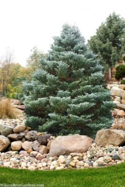 Horstmann's Silberlocke Korean Fir - 2 Gallon Pot -Plantify Shop abies koreana hortmanns silberlocke korean fir 6 1