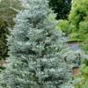 Horstmann's Silberlocke Korean Fir - 2 Gallon Pot -Plantify Shop abies koreana hortmanns silberlocke korean fir 9 1