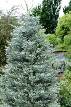 Horstmann's Silberlocke Korean Fir - 2 Gallon Pot