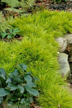 Dwarf Golden Sweet Flag (Acorus Gramineus 'Minimus Aureus') - 5 Pack Of Quart Pots -Plantify Shop acorus gramineus minnimus aurea dwarf golden sweet flag 101