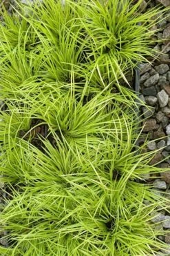 Dwarf Golden Sweet Flag (Acorus Gramineus 'Minimus Aureus') - 5 Pack Of Quart Pots -Plantify Shop acorus gramineus minnimus aurea dwarf golden sweet flag 105