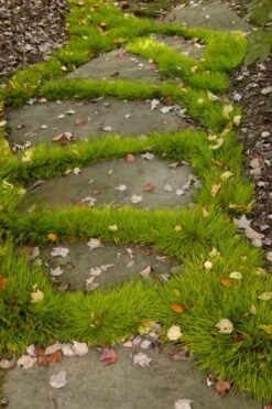 Dwarf Golden Sweet Flag (Acorus Gramineus 'Minimus Aureus') - 5 Pack Of Quart Pots -Plantify Shop acorus gramineus minnimus aurea dwarf golden sweet flag 106