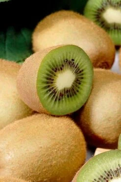 Jenny Self-Fertile Kiwi Vine - Quart Pot -Plantify Shop actinidia deliciosa jenny self fertile kiwi vine 1