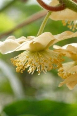 Jenny Self-Fertile Kiwi Vine - Quart Pot -Plantify Shop actinidia deliciosa jenny self fertile kiwi vine 4