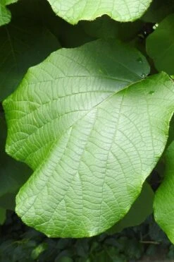 Jenny Self-Fertile Kiwi Vine - Quart Pot -Plantify Shop actinidia deliciosa jenny self fertile kiwi vine 5