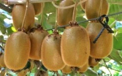 Jenny Self-Fertile Kiwi Vine - Quart Pot -Plantify Shop actinidia deliciosa jenny self fertile kiwi vine 6