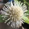 Adina Rubella Buttonbush - 3 Gallon Pot -Plantify Shop adina rubella chinese buttonbush 1