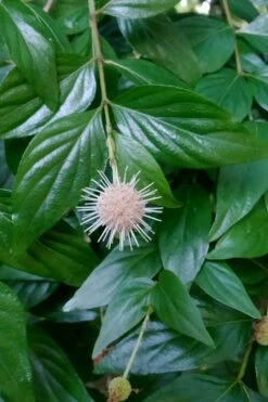 Adina Rubella Buttonbush - 3 Gallon Pot -Plantify Shop adina rubella chinese buttonbush 2