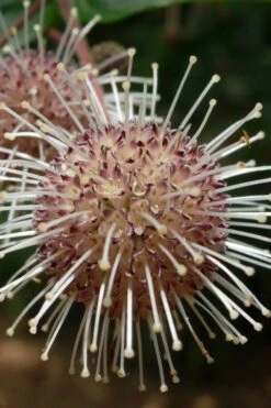 Adina Rubella Buttonbush - 3 Gallon Pot -Plantify Shop adina rubella chinese buttonbush 4