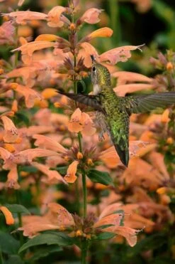 Mango Tango Agastache (Hummingbird Mint) - 5 Pack Of Quart Pots