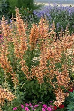 Mango Tango Agastache (Hummingbird Mint) - 5 Pack Of Quart Pots -Plantify Shop agastache mango tango hummingbird mint anise hyssop 4