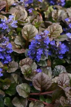 Bronze Beauty Ajuga (Bugleweed) - 6 Pack Of 3.5" Pint Pots -Plantify Shop ajuga bronze beauty 28