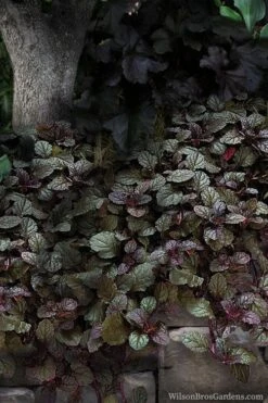 Bronze Beauty Ajuga (Bugleweed) - 6 Pack Of 3.5" Pint Pots -Plantify Shop ajuga bronze beauty 30