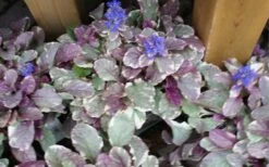 Burgundy Glow Ajuga - Bugleweed - 5-Pack Of 4" Pint Pots -Plantify Shop ajuga burgundy glow 1