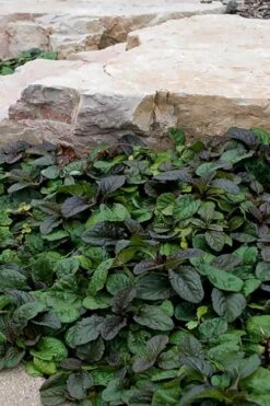 Bronze Beauty Ajuga (Bugleweed) - 6 Pack Of 3.5" Pint Pots -Plantify Shop ajuga reptans bronze beauty bugleweed 100