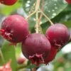 Shadblow Serviceberry Tree (Amelanchier Canadensis) - 5 Gallon Pot -Plantify Shop amelanchier arborea shadblow serviceberry berries 2