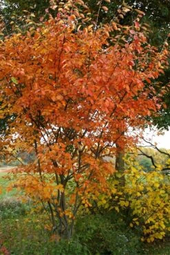 Shadblow Serviceberry Tree (Amelanchier Canadensis) - 5 Gallon Pot -Plantify Shop amelanchier arborea shadblow serviceberry fall foliage