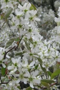 Shadblow Serviceberry Tree (Amelanchier Canadensis) - 5 Gallon Pot -Plantify Shop amelanchier arborea shadblow serviceberry flowers 4