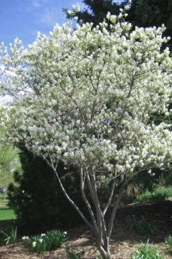 Shadblow Serviceberry Tree (Amelanchier Canadensis) - 5 Gallon Pot -Plantify Shop amelanchier arborea shadblow serviceberry tree 2
