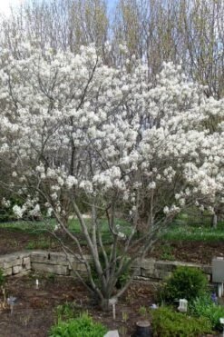 Shadblow Serviceberry Tree (Amelanchier Canadensis) - 5 Gallon Pot -Plantify Shop amelanchier arborea shadblow serviceberry tree 3