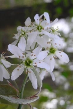 Autumn Brilliance Serviceberry Tree - 1 Gallon Pot -Plantify Shop amelanchier grandiflora autumn brilliance serviceberry 1 1
