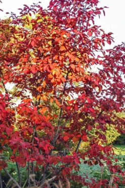 Autumn Brilliance Serviceberry Tree - 7 Gallon Pot (5-6') -Plantify Shop amelanchier grandiflora autumn brilliance serviceberry 3