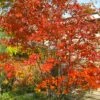 Autumn Brilliance Serviceberry Tree - 1 Gallon Pot -Plantify Shop amelanchier grandiflora autumn brilliance serviceberry 4 1