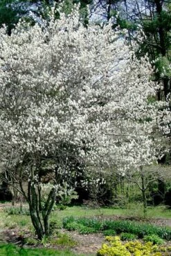 Autumn Brilliance Serviceberry Tree - 7 Gallon Pot (5-6') -Plantify Shop amelanchier grandiflora autumn brilliance serviceberry 5