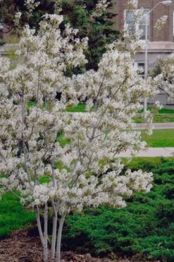 Autumn Brilliance Serviceberry Tree - 7 Gallon Pot (5-6') -Plantify Shop amelanchier grandiflora autumn brilliance serviceberry 6