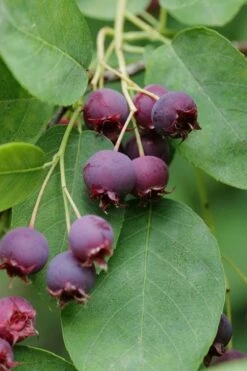 Autumn Brilliance Serviceberry Tree - 7 Gallon Pot (5-6') -Plantify Shop amelanchier grandiflora autumn brilliance serviceberry 8