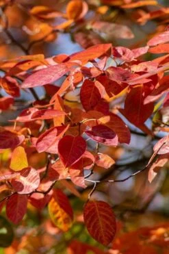 Autumn Brilliance Serviceberry Tree - 7 Gallon Pot (5-6') -Plantify Shop amelanchier grandiflora autumn brilliance serviceberry 9