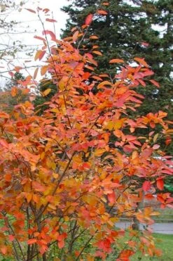 Allegheny Serviceberry Tree (Amelanchier Laevis) - 3 Gallon Pot -Plantify Shop amelanchier laevis allegheny serviceberry 2