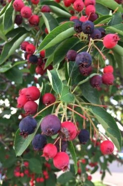 Allegheny Serviceberry Tree (Amelanchier Laevis) - 3 Gallon Pot -Plantify Shop amelanchier laevis allegheny serviceberry 8