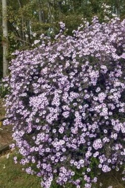 Climbing Aster (Ampelaster Carolianianus) - 1 Gallon Pot -Plantify Shop ampelaster carolinianus climbiing aster 1