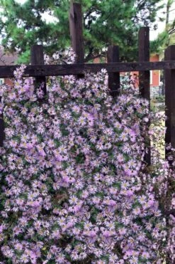 Climbing Aster (Ampelaster Carolianianus) - 1 Gallon Pot -Plantify Shop ampelaster carolinianus climbiing aster 11