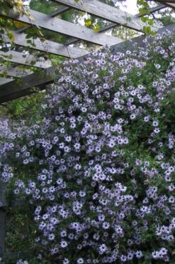 Climbing Aster (Ampelaster Carolianianus) - 1 Gallon Pot -Plantify Shop ampelaster carolinianus climbiing aster 4