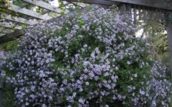 Climbing Aster (Ampelaster Carolianianus) - 1 Gallon Pot -Plantify Shop ampelaster carolinianus climbiing aster 5