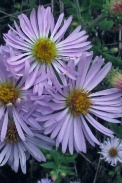 Climbing Aster (Ampelaster Carolianianus) - 1 Gallon Pot