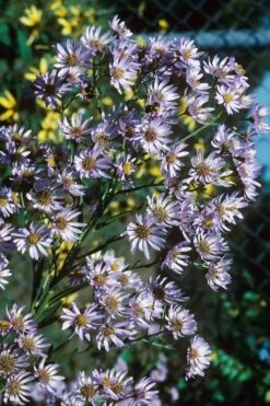 Climbing Aster (Ampelaster Carolianianus) - 1 Gallon Pot -Plantify Shop ampelaster carolinianus climbiing aster 7